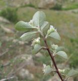 Cotoneaster nummularius. Верхушка ветви с цветками и бутонами; видны листья снизу. Дагестан, Кумторкалинский р-н, долина р. Шураозень, склон горы. 06.05.2018.