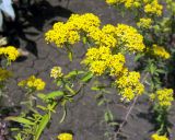 familia Brassicaceae. Верхушка цветущего растения. Донецк, бот. сад. 16.06.2018.
