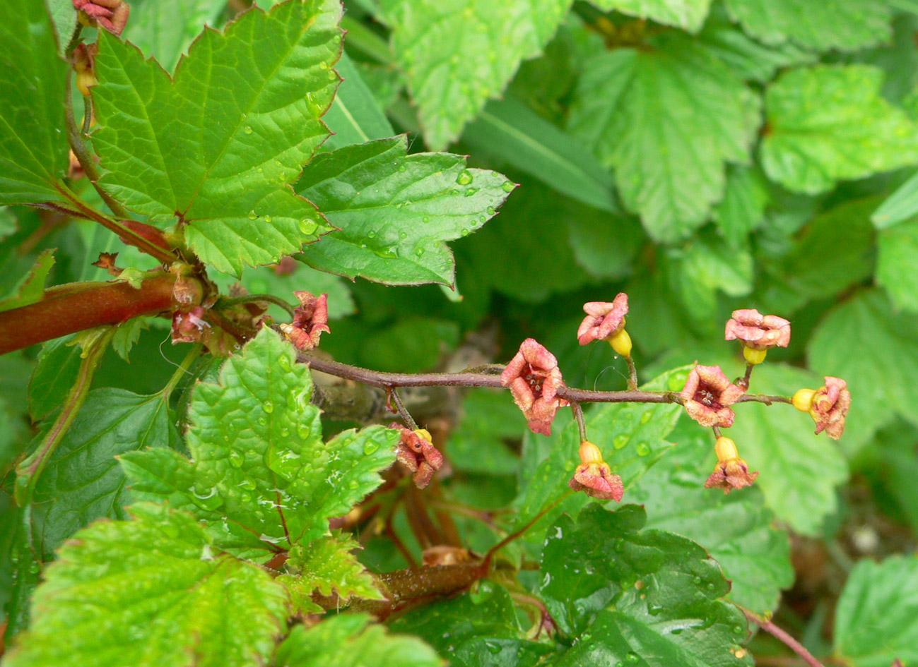 Image of Ribes triste specimen.