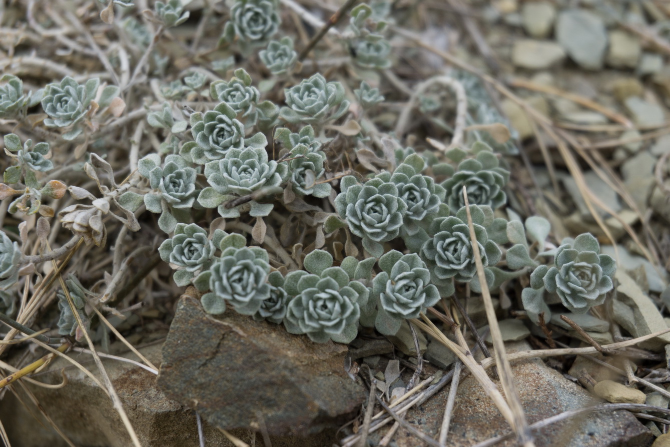 Изображение особи Odontarrhena obtusifolia.