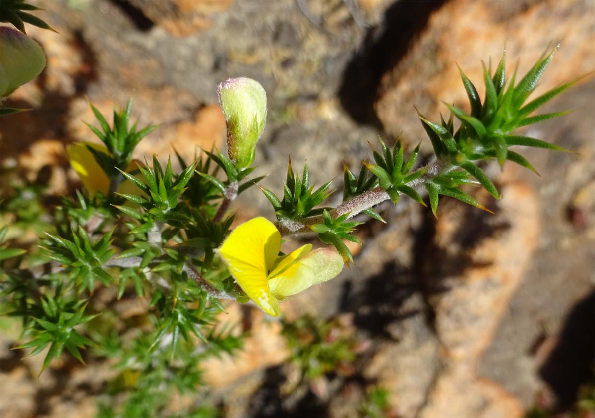 Изображение особи Aspalathus juniperina.