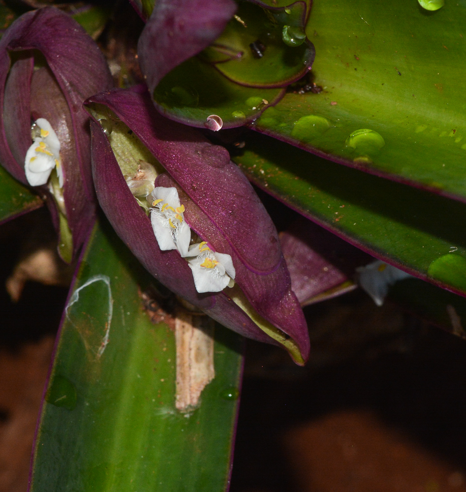 Изображение особи Rhoeo spathacea.