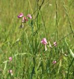 Lathyrus sylvestris. Верхушка побега цветущего и плодоносящего растения. Московская обл., Солнечногорский р-н, близ Щепкина болота, луг под ЛЭП. 12.07.2018.