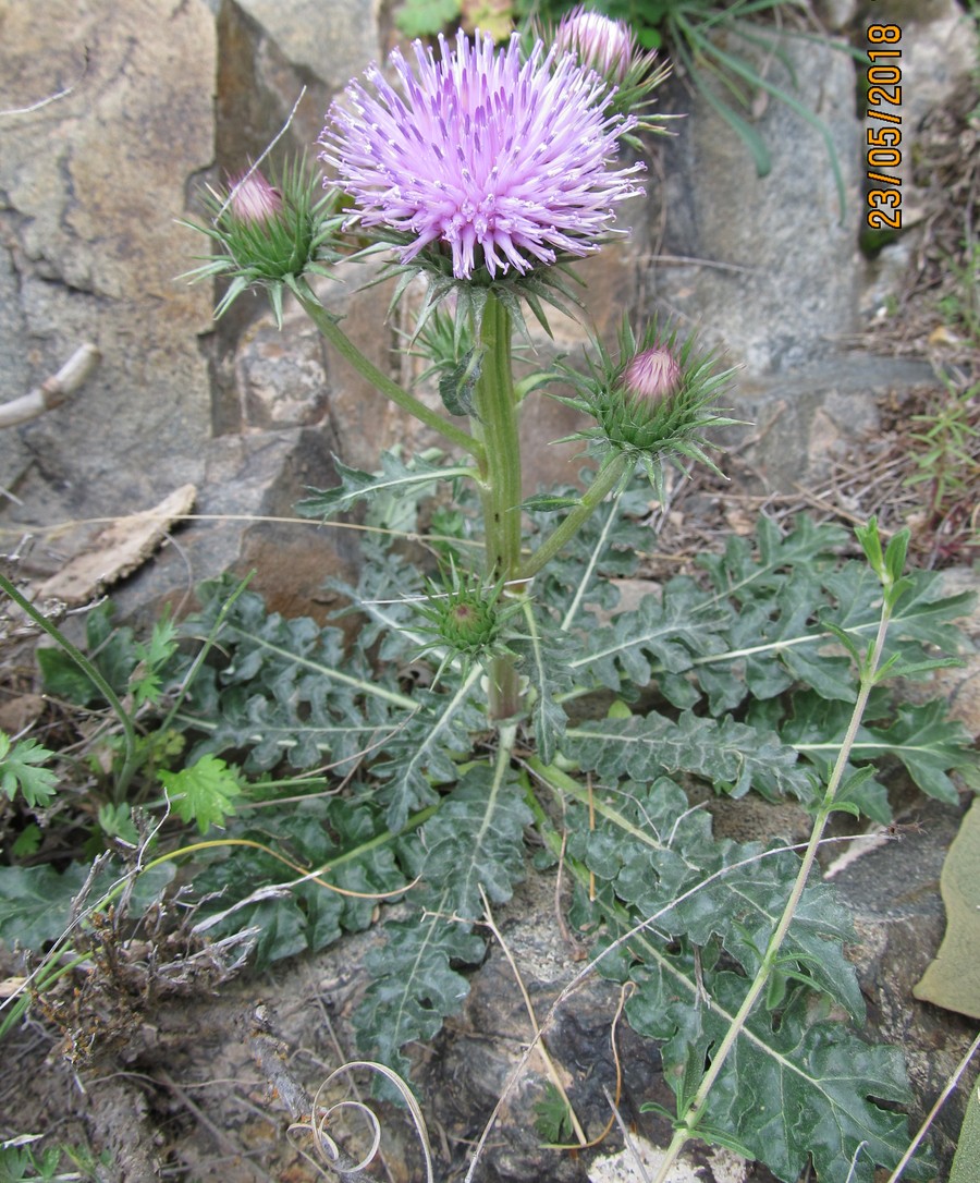 Image of Jurinea spectabilis specimen.