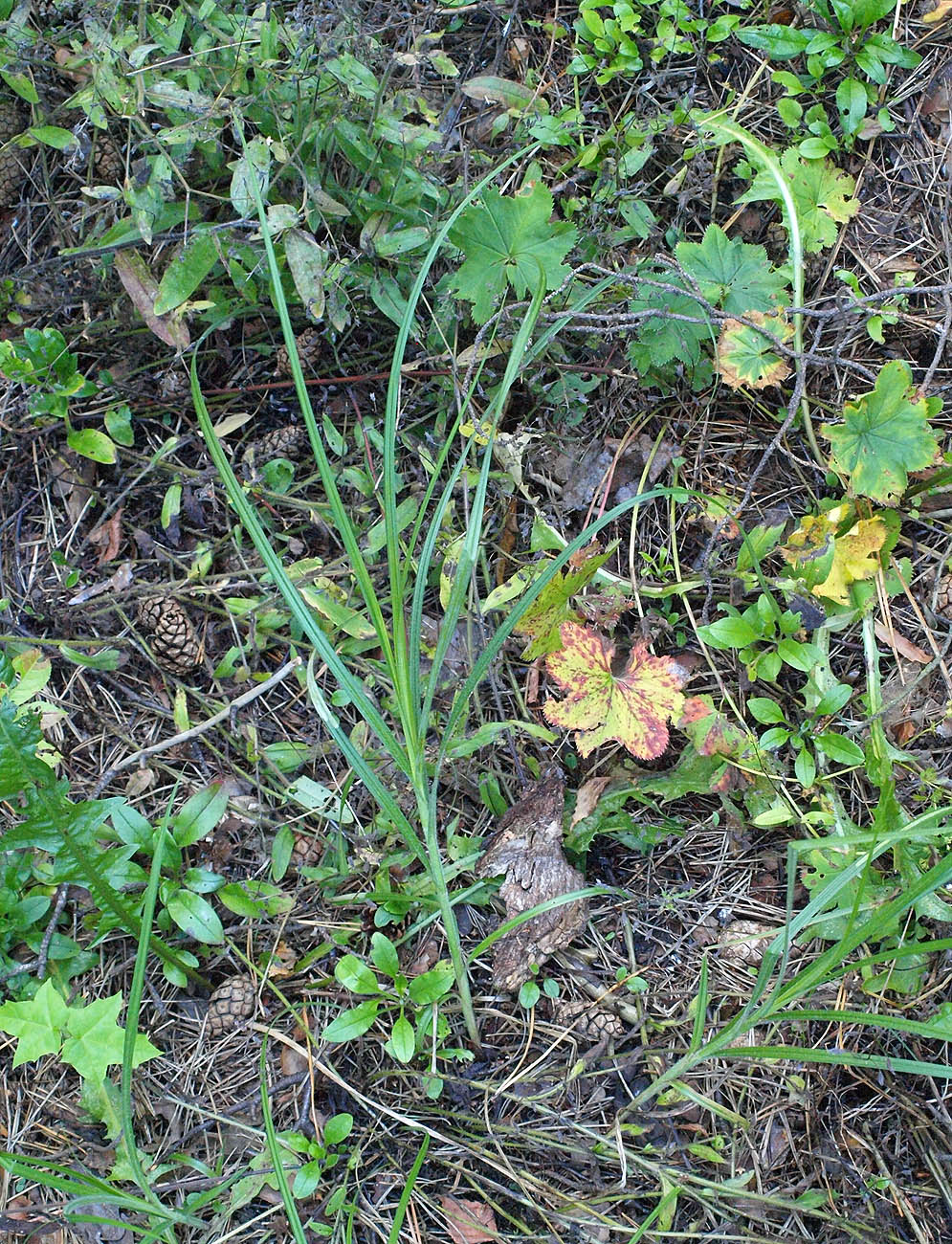 Image of Carex hirta specimen.