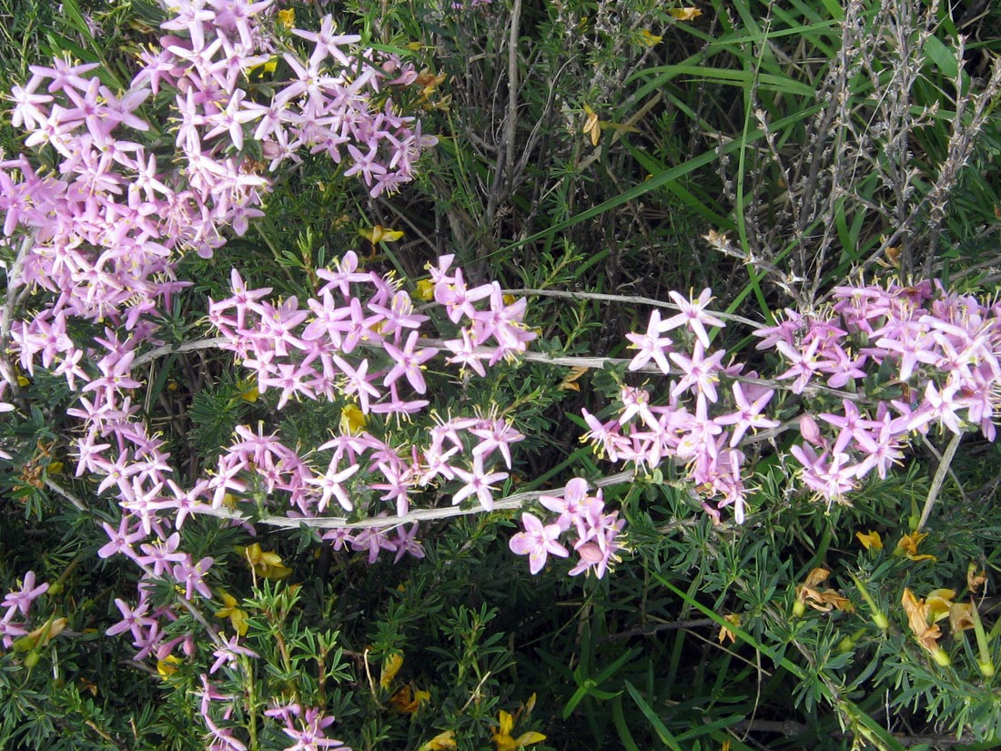 Image of Lonicera alberti specimen.