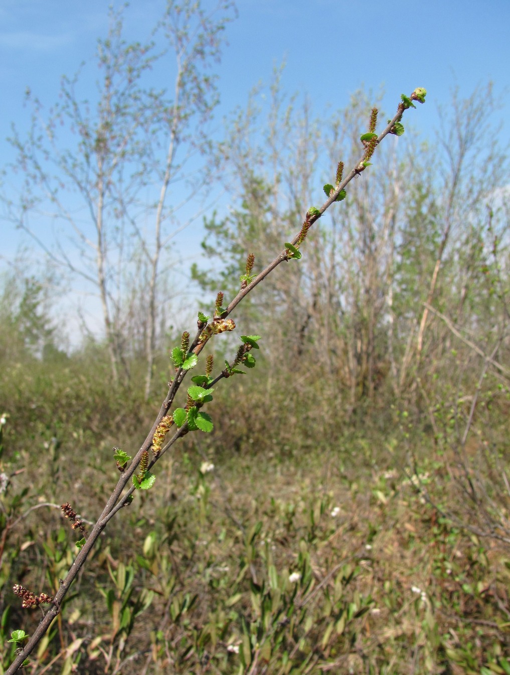 Image of Betula nana specimen.