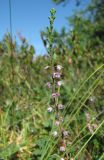 Calluna vulgaris. Верхушка веточки с цветками. Окр. Архангельска, болото. 30.07.2011.