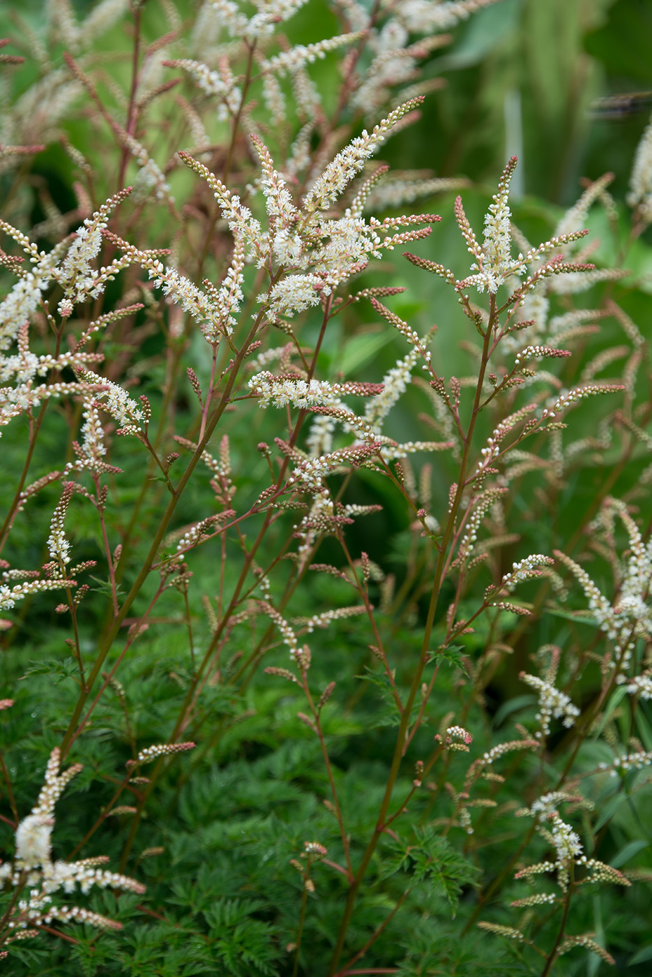 Изображение особи Aruncus aethusifolius.