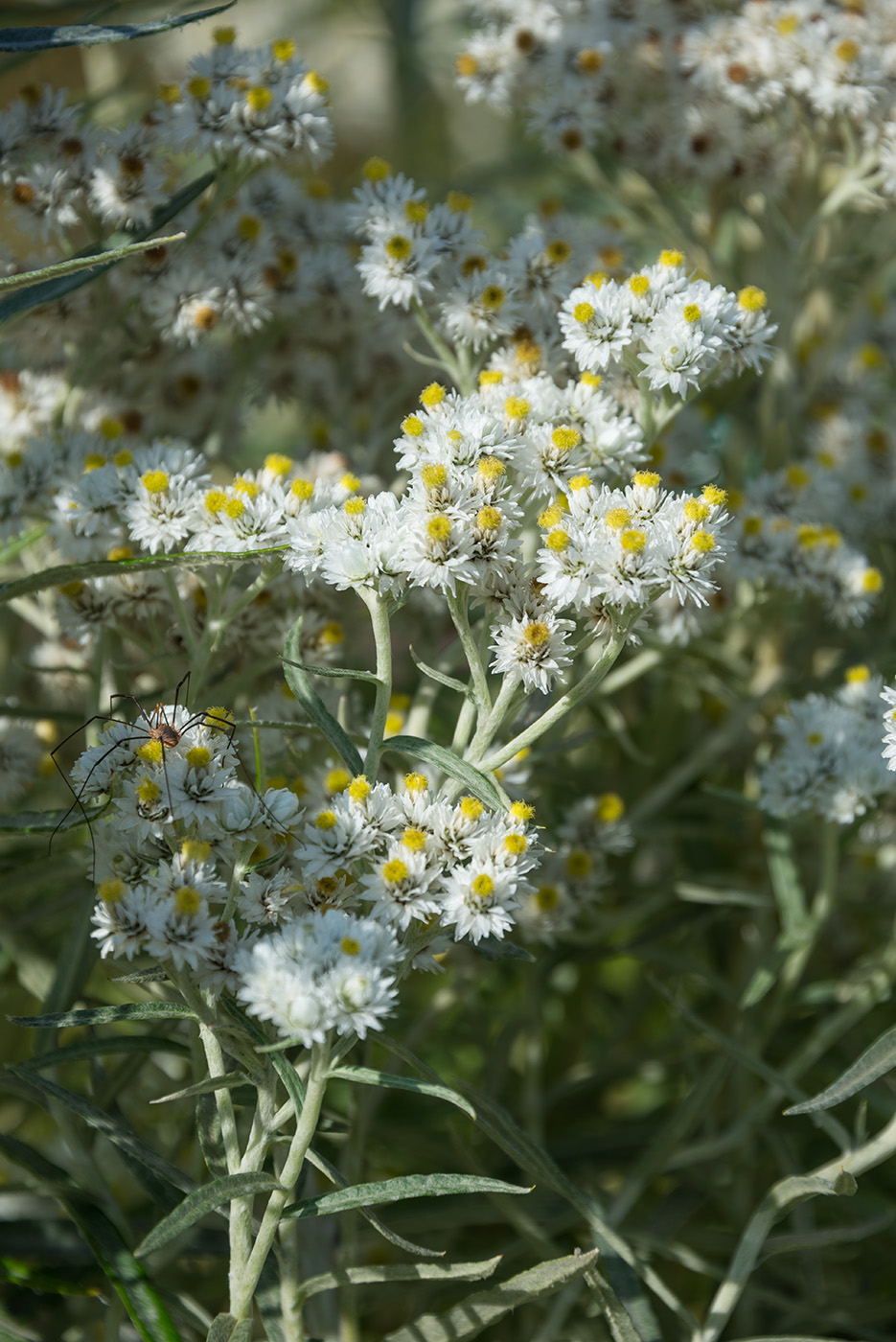 Изображение особи Anaphalis margaritacea.