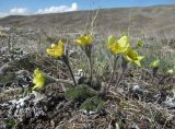 Pulsatilla albana