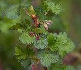 Ribes × nidigrolaria. Часть ветви с бутонами соцветий и молодыми листьями. Московская обл., Раменский р-н, окр. дер. Хрипань, садовый участок. 03.05.2019.