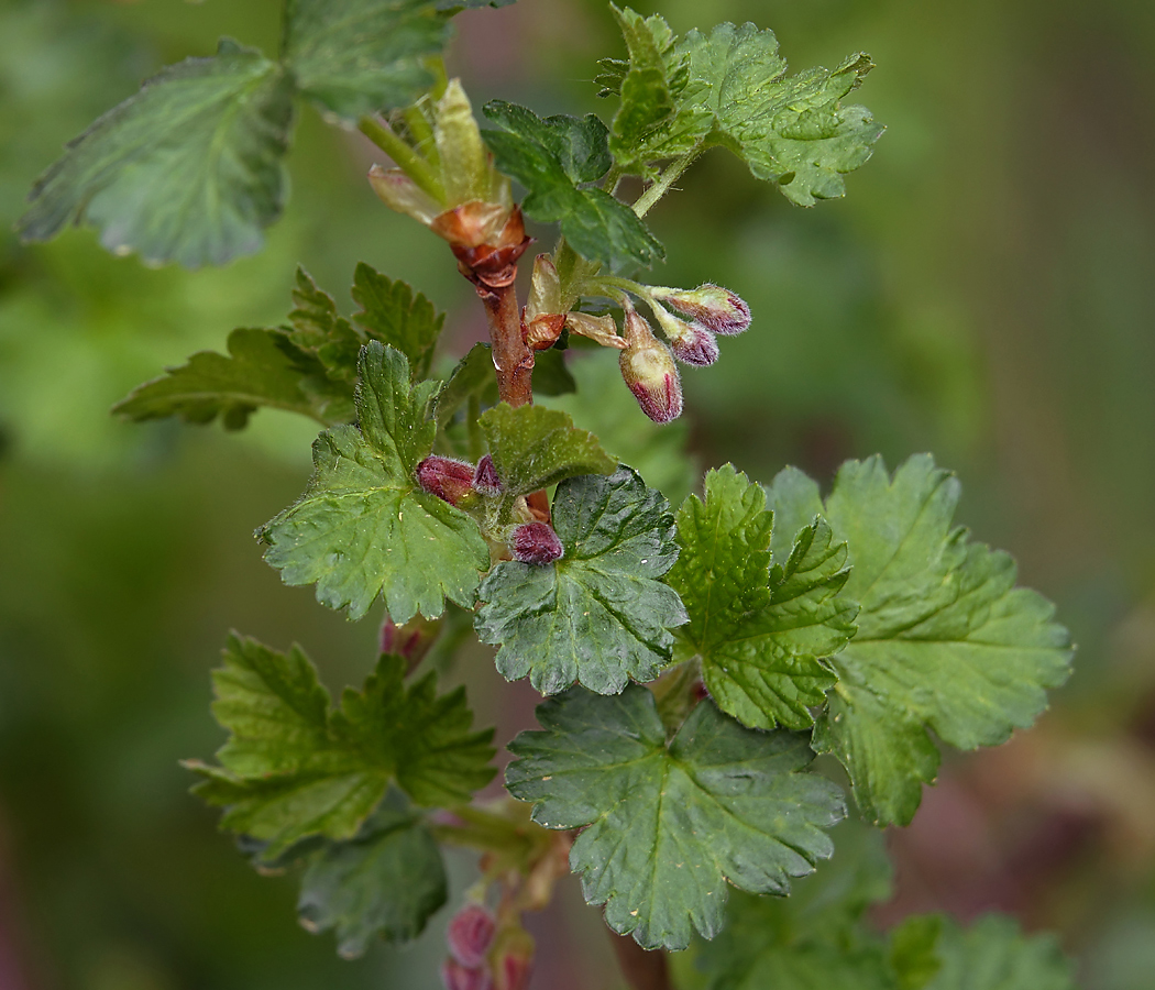 Изображение особи Ribes &times; nidigrolaria.