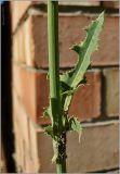 Sonchus arvensis. Часть побега с листом. Чувашия, г. Шумерля. 5 июля 2010 г.