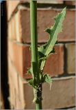 Sonchus arvensis. Часть побега с листом. Чувашия, г. Шумерля. 5 июля 2010 г.