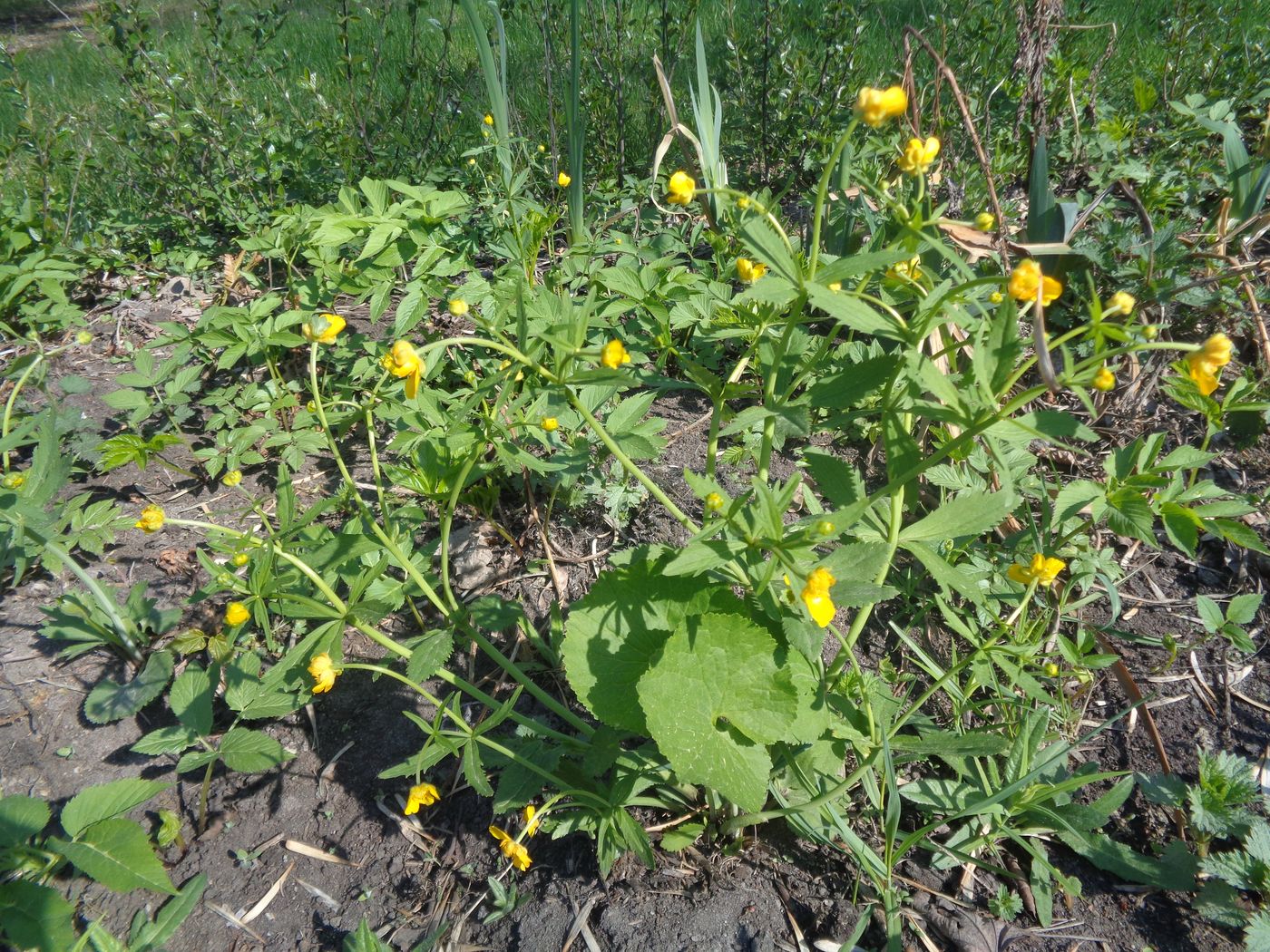 Image of Ranunculus cassubicus specimen.