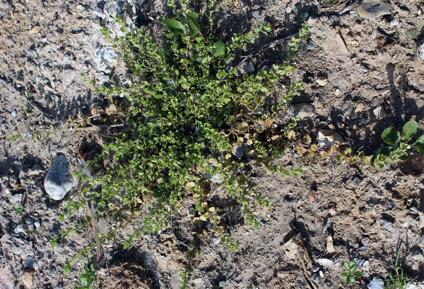 Image of Veronica polita specimen.