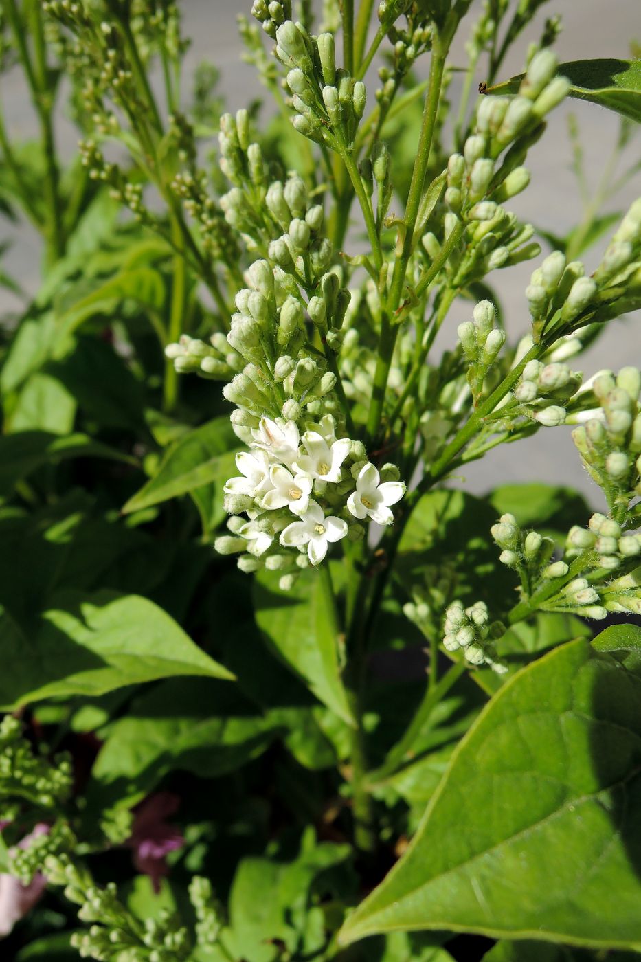 Image of genus Syringa specimen.