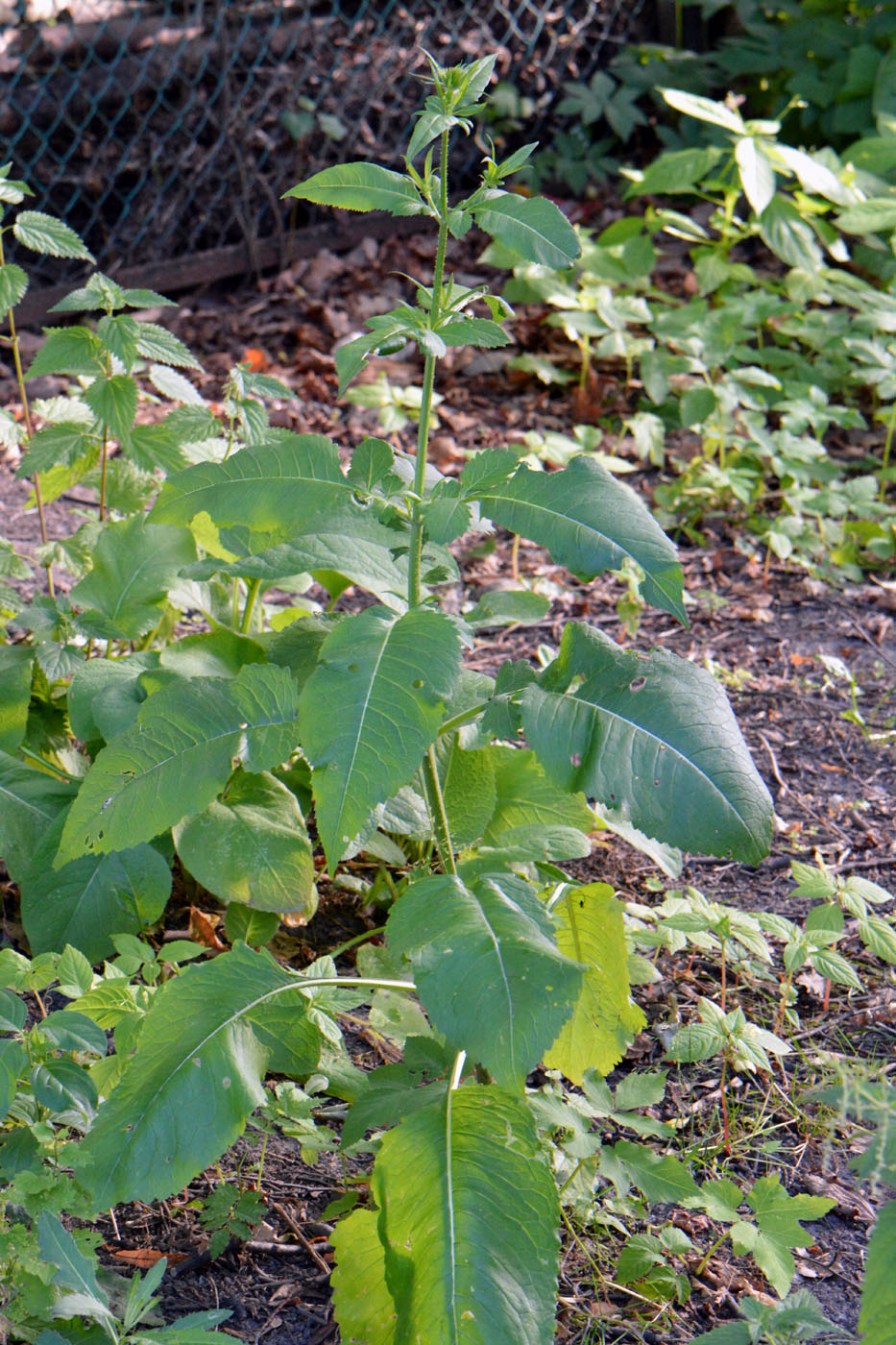 Image of Dipsacus strigosus specimen.