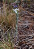 Stevenia cheiranthoides