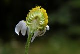 Anthemis cotula