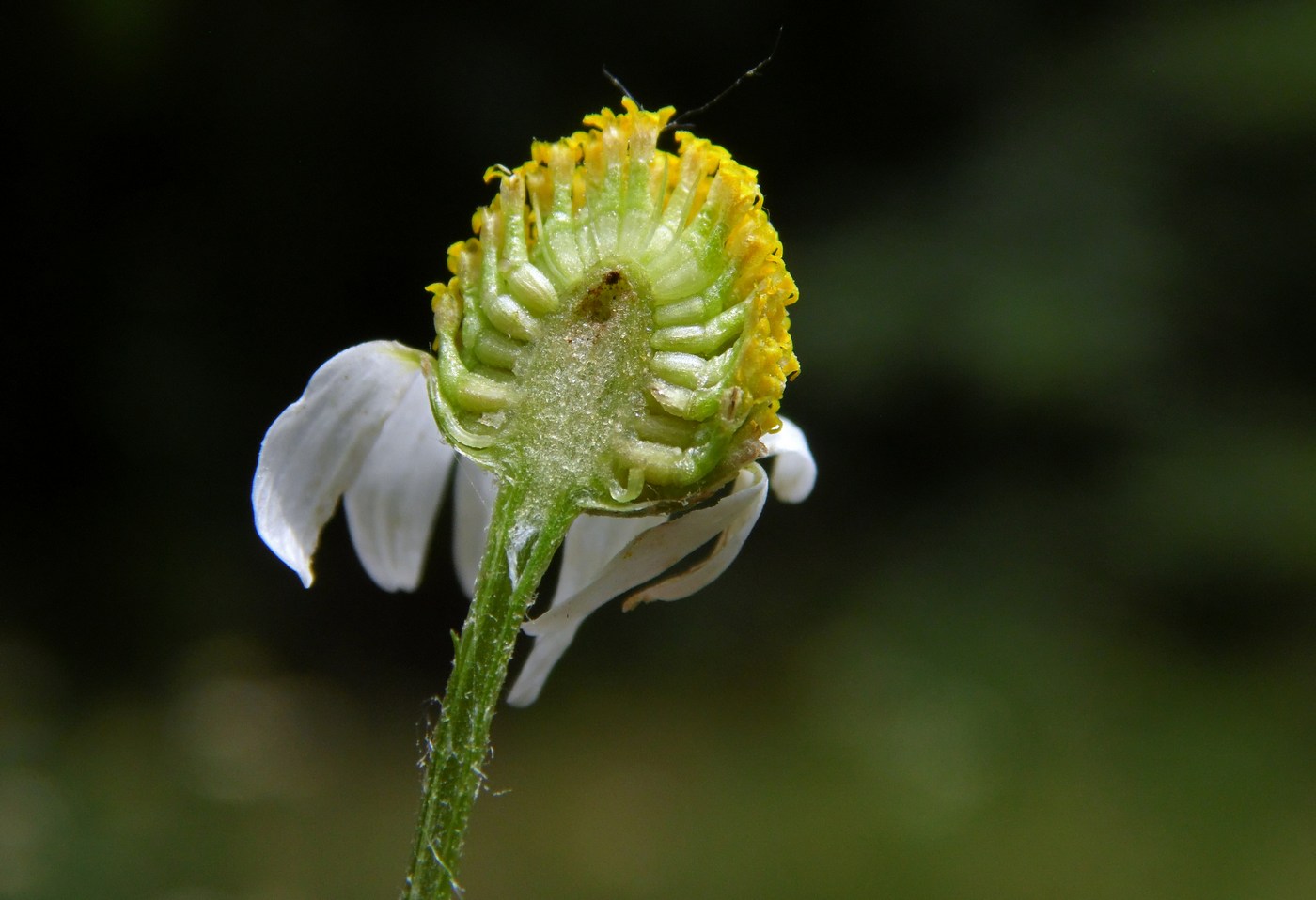 Изображение особи Anthemis cotula.