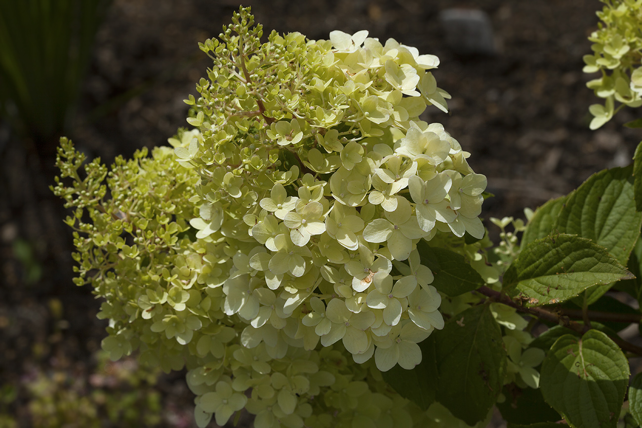 Image of Hydrangea paniculata specimen.