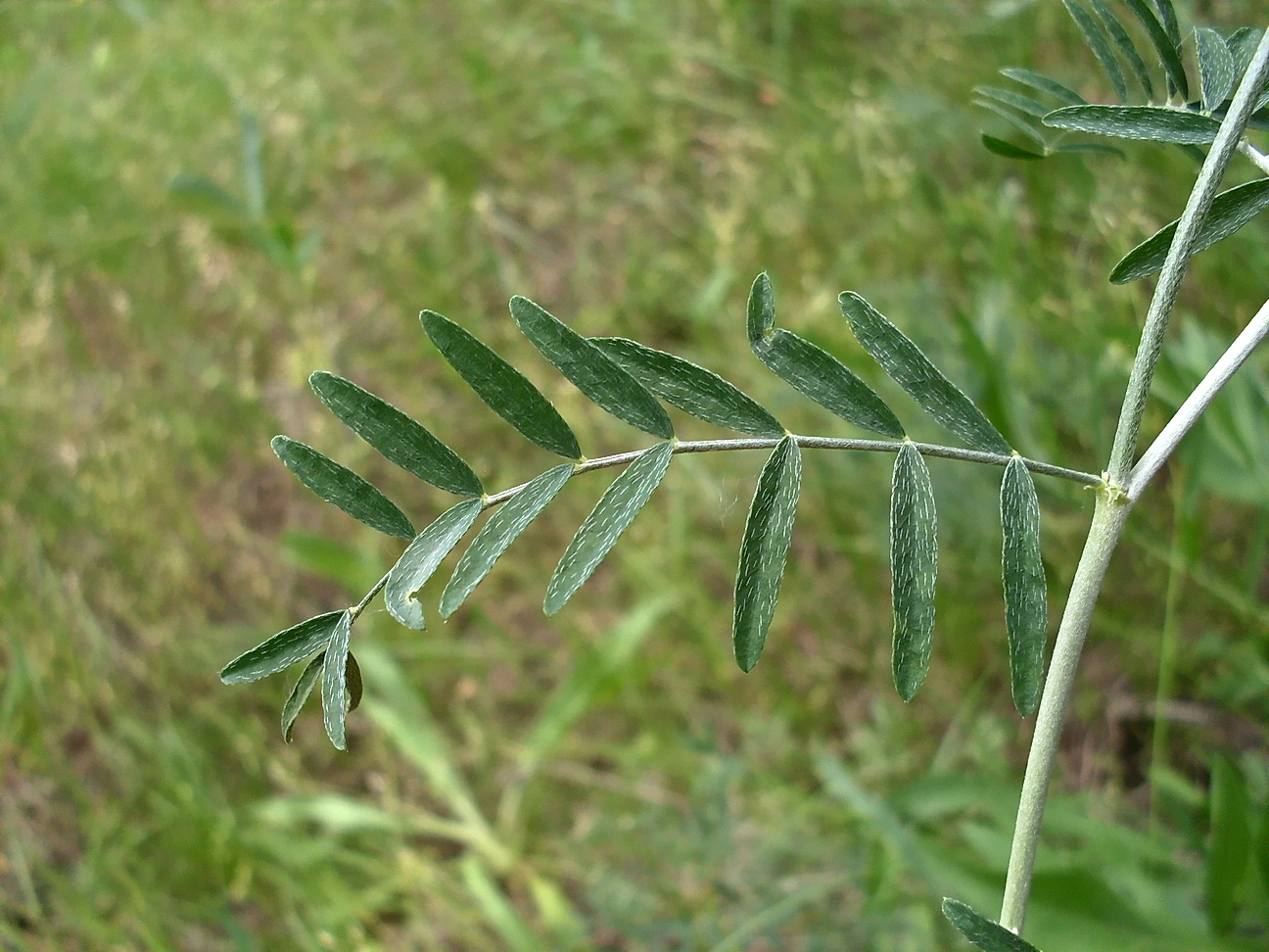 Изображение особи Astragalus varius.