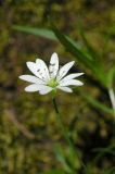 Stellaria soongorica