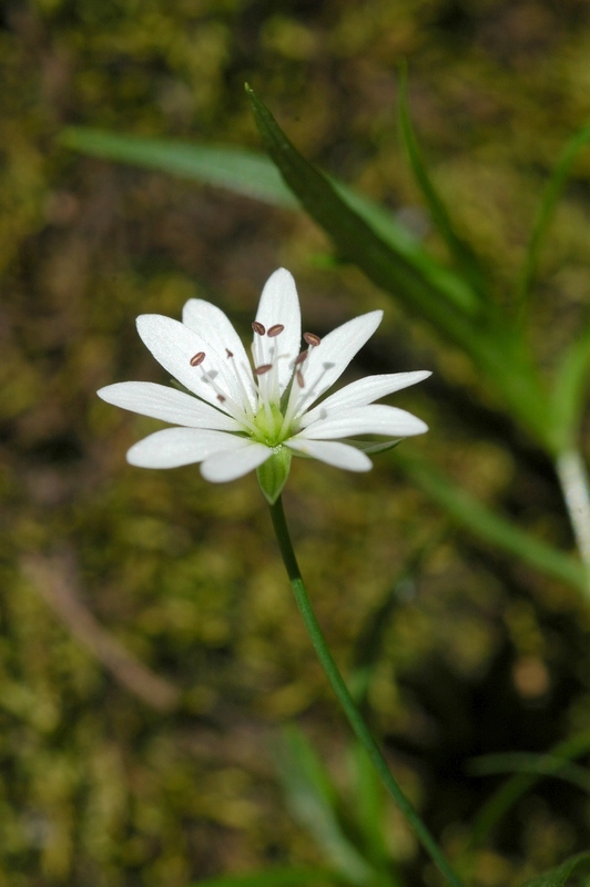 Изображение особи Stellaria soongorica.