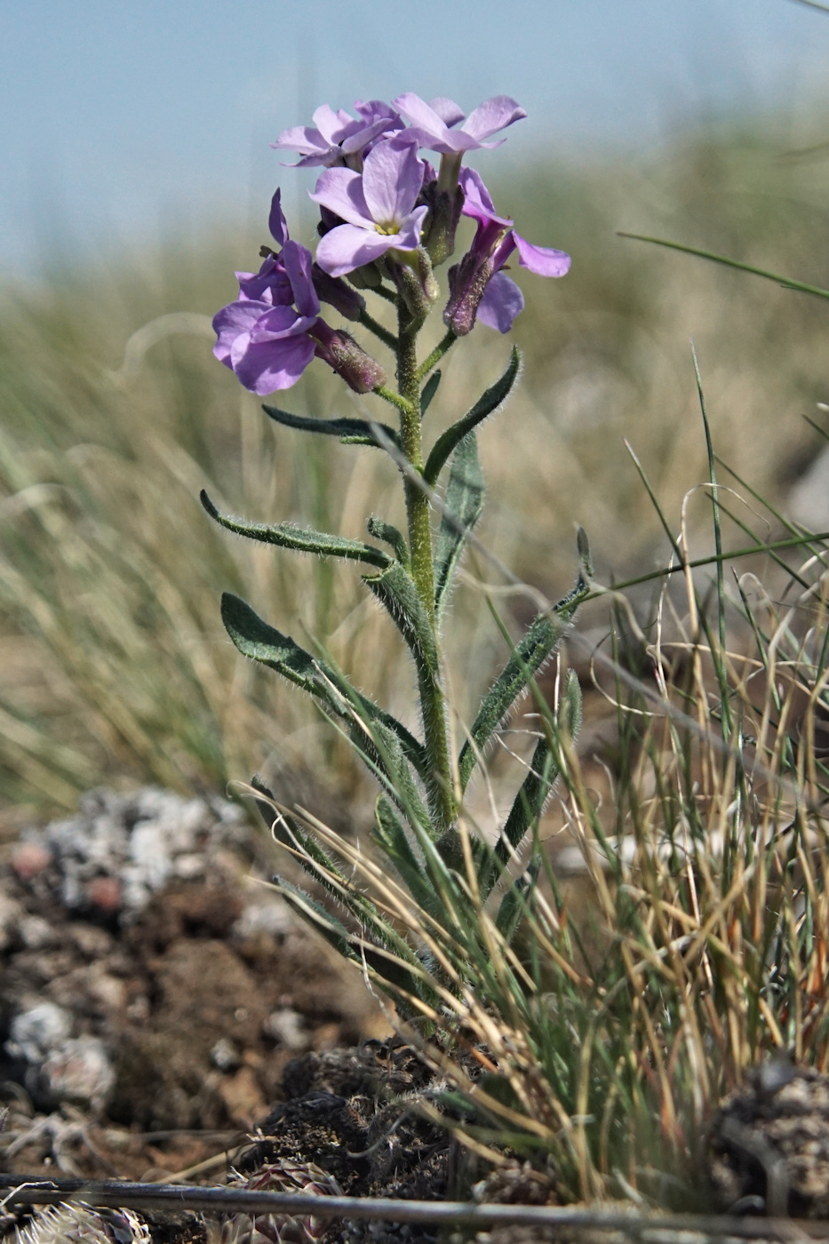 Image of Clausia aprica specimen.