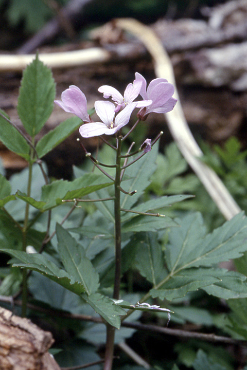 Image of Cardamine quinquefolia specimen.