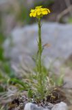 Erysimum ibericum