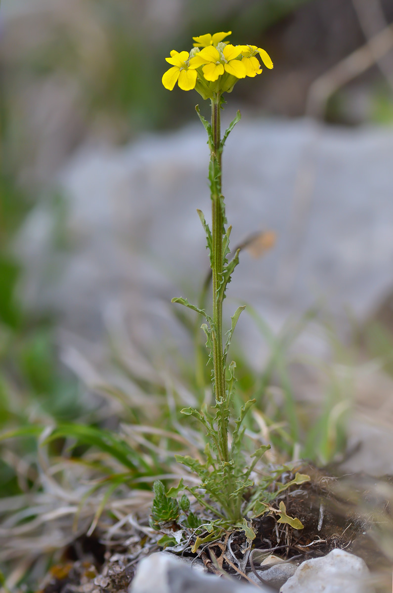 Изображение особи Erysimum ibericum.