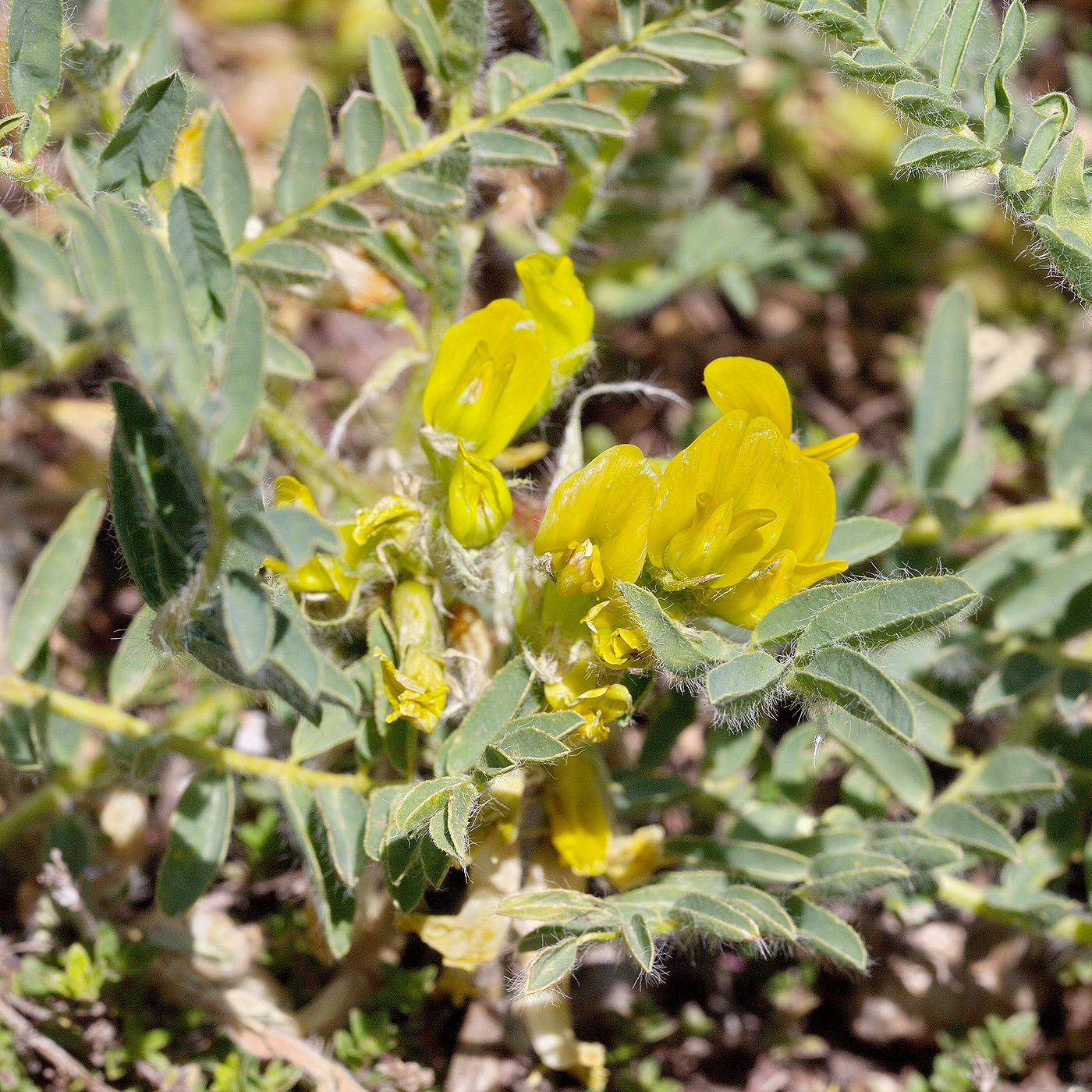 Изображение особи Astragalus lithophilus.