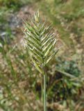 Agropyron pectinatum