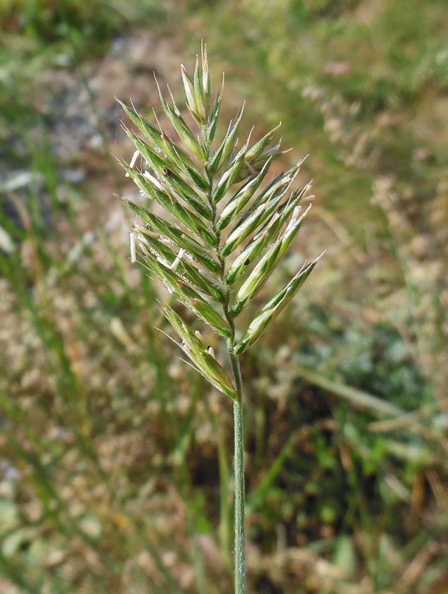 Изображение особи Agropyron pectinatum.