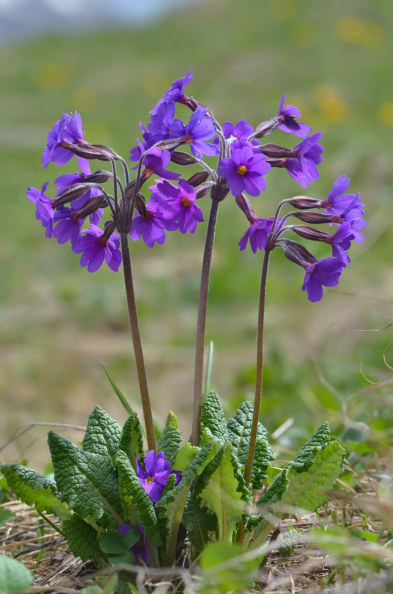 Изображение особи Primula amoena.