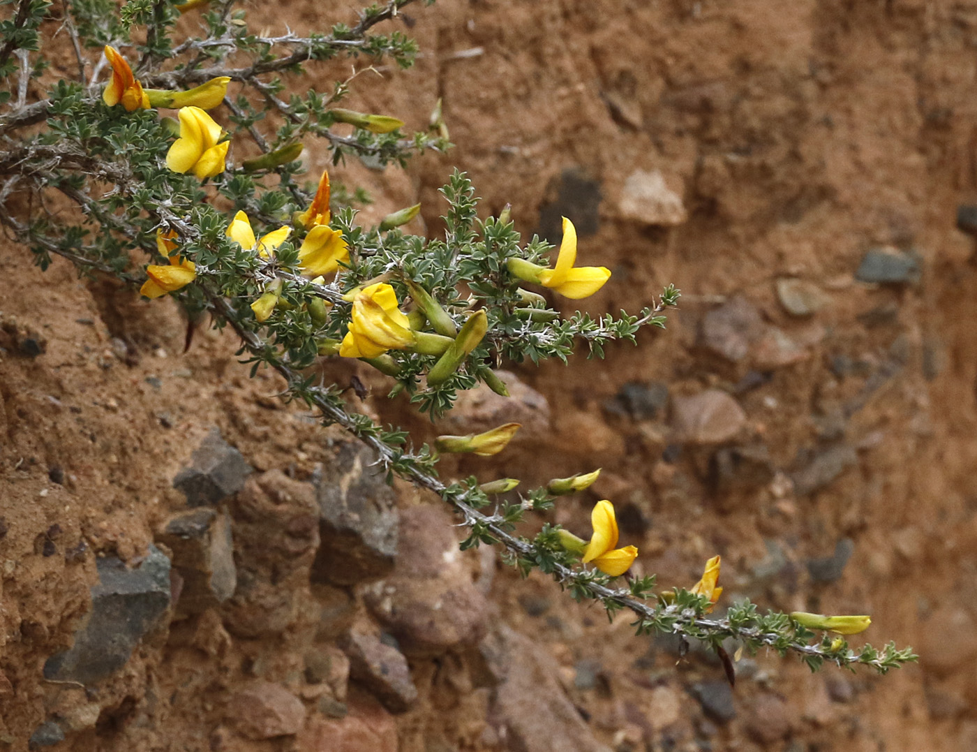 Image of Caragana kirghisorum specimen.