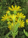 Senecio argunensis. Верхушка цветущего растения. Приморский край, Хасанский р-н, окр. с. Витязь, луг. 13 сентября 2019 г.