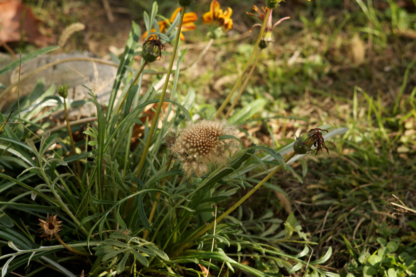Image of Gazania × hybrida specimen.
