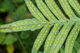 Polypodium cambricum. Часть вайи с сорусами (вид снизу). Краснодарский край, МО город-курорт Сочи, Хостинский р-н, долина р. Агура, ООПТ Агурские водопады, лес. 8 октября 2019 г.