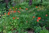 Papaver rhoeas. Цветущие растения (рядом видна вайя Pteridium aquilinum). Сербия, национальный парк Тара, плоскогорье Равна Тара, западный берег оз. Заовине, опушка хвойного леса. 11.07.2019.