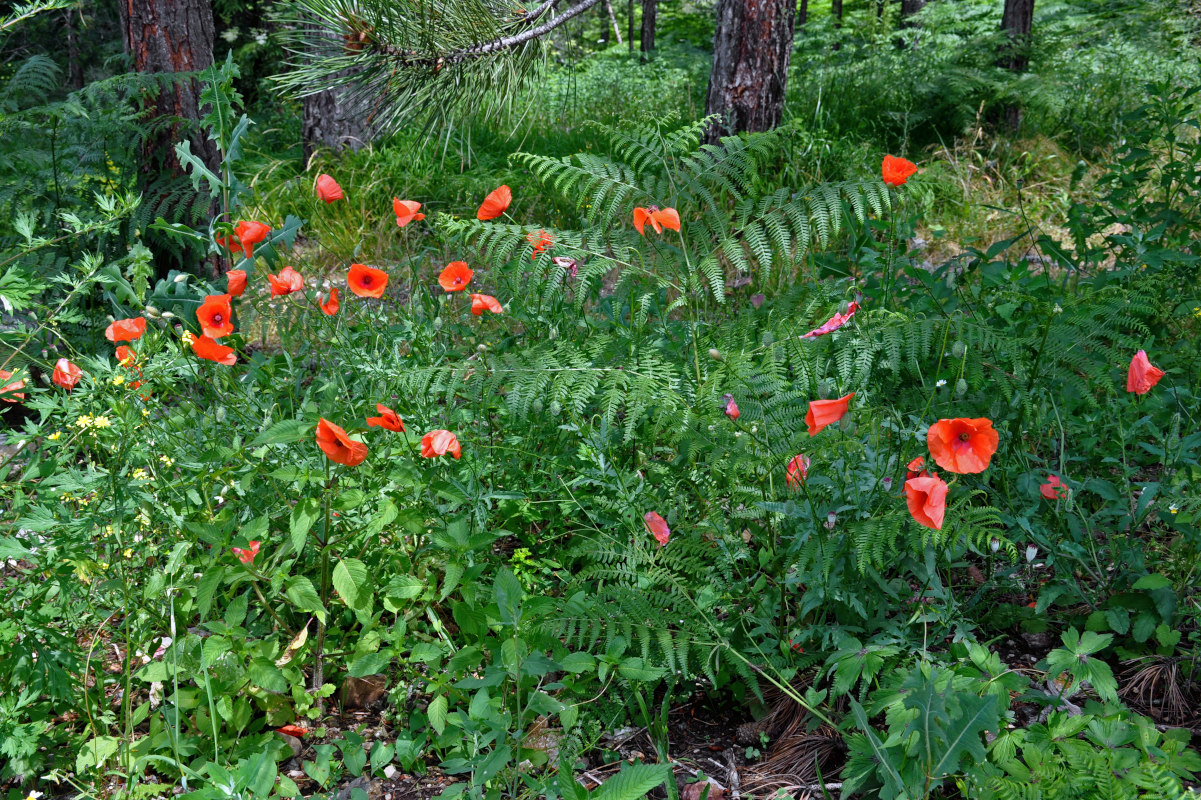 Image of Papaver rhoeas specimen.