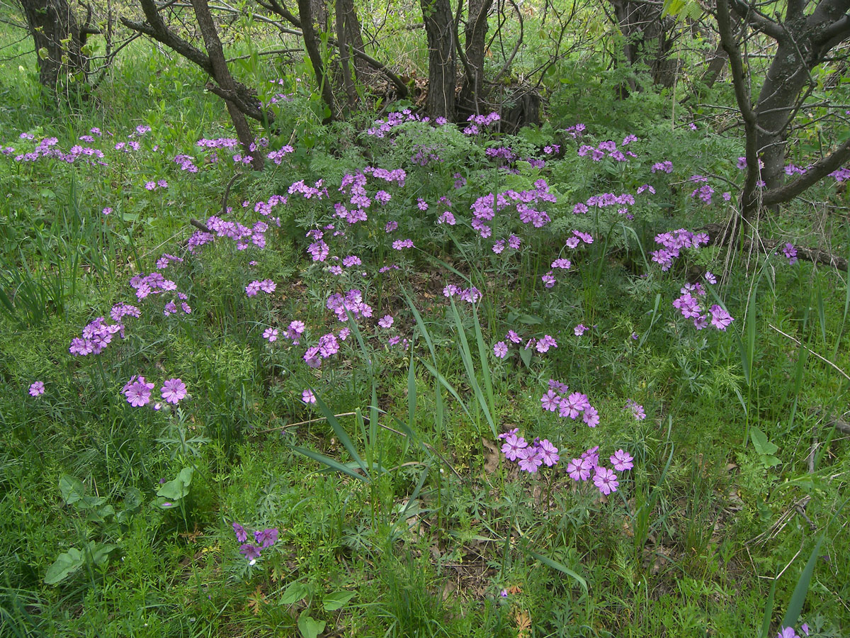 Изображение особи Geranium stepporum.