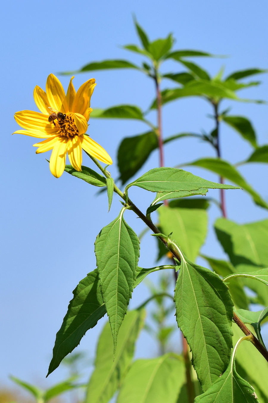 Image of Helianthus tuberosus specimen.