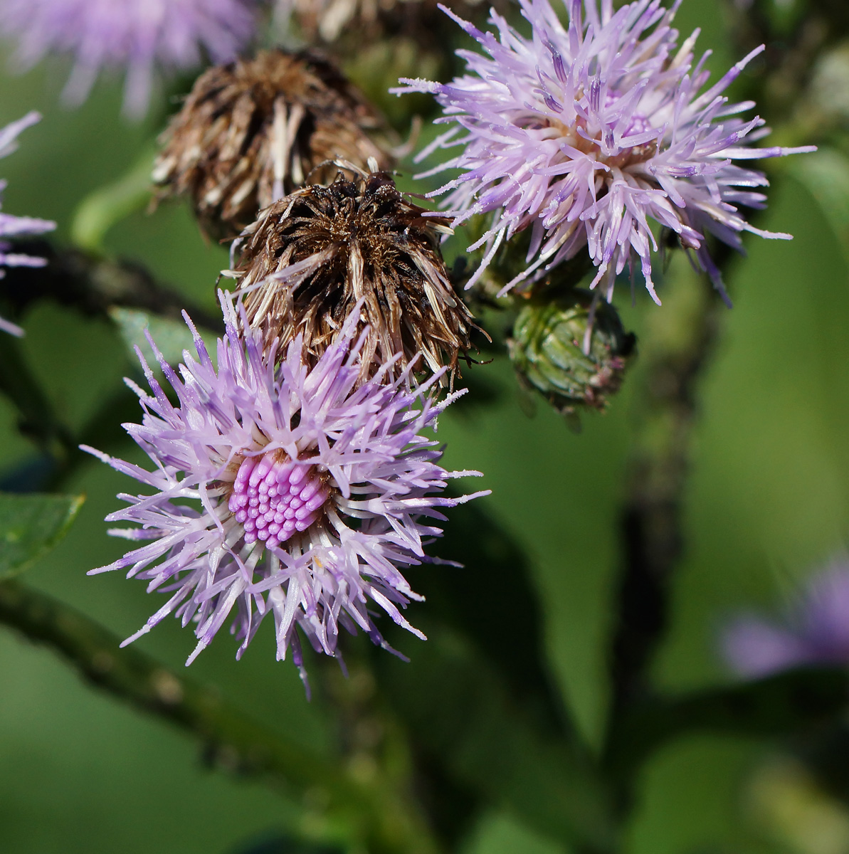 Image of Cirsium setosum specimen.