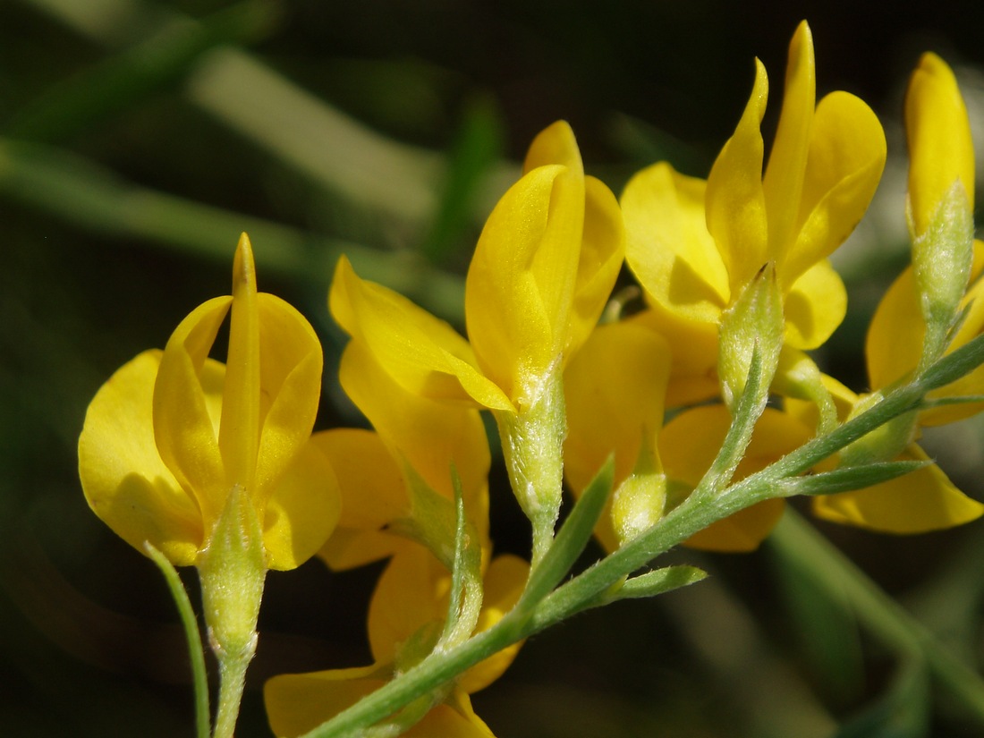 Изображение особи семейство Fabaceae.