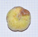 Casimiroa edulis