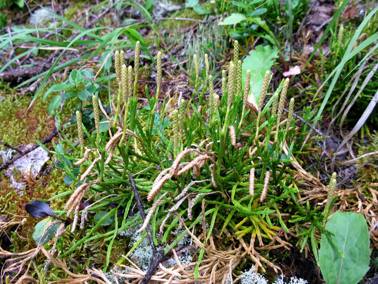 Изображение особи Diphasiastrum complanatum ssp. hastulatum.